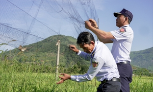 Lợi ích của chim yến và nỗi ám ảnh 'lưới tàng hình'