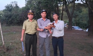 Phát hiện gà lôi trắng quý hiếm bay vào quán nước, người đàn ông giao nộp cho phường