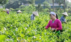 Hà Nội: Tập trung phát triển kinh tế - xã hội vùng đồng bào dân tộc thiểu số và miền núi