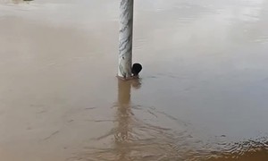Cộng đồng mạng tranh luận câu chuyện cứu bé trai 'mắc kẹt' dưới sông Lam
