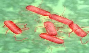 Bùng phát bệnh Salmonella tại nhiều bang ở Mỹ