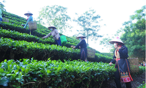 Tuyên Quang phát huy sức dân trong công cuộc giảm nghèo bền vững