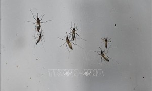 Hàng nghìn ca mắc bệnh, Trung Quốc ráo riết kiểm soát dịch Chikungunya