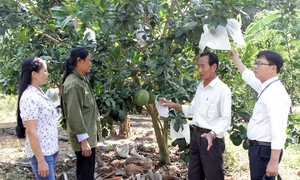 Khánh Hòa: Người đàn ông 'dựng cơ nghiệp' từ 50 triệu đồng vốn chính sách