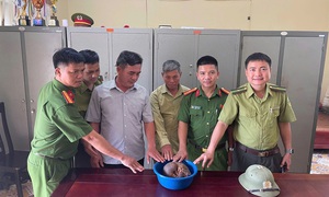 Nghệ An: Phát hiện cá thể tê tê quý hiếm cuộn tròn trên đường