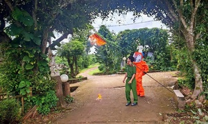 Tổ ong vò vẽ đốt nhiều cháu bé thương vong đã được xử lý