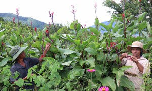 'Hồi sinh' vùng đất sỏi, đá bằng mô hình trồng dược liệu dưới tán cây rừng