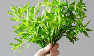 Công dụng trị bệnh của rau ngổ và cách dùng an toàn