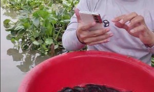 Lạ lùng hình thức phóng sinh online rằm tháng 7