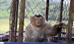 Thả hàng trăm động vật hoang dã về môi trường tự nhiên