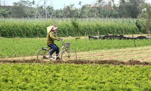 Những luống rau hồi sinh giữa vùng 'rốn lũ'