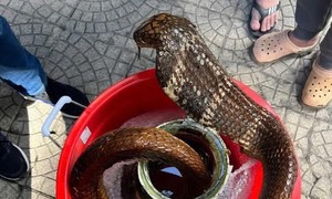 Người đàn ông bị khởi tố vì mua bán rắn Hổ mang chúa