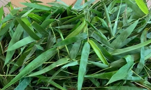 Thực hư về công dụng 'giải độc vaccine' của lá tre gai