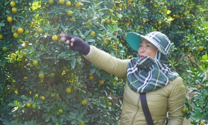 Vùng trồng quất lớn nhất xứ Thanh hồi sinh sau bão lũ