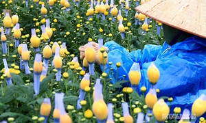 Rét 9°C, nông dân Hà Nội trùm áo mưa ra đồng chăm hoa Tết