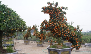 Ngắm 'đàn ngựa' quýt giá chục triệu đồng đón Tết Bính Ngọ