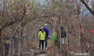 Cận Tết, người Hà Nội rộn ràng đi chọn đào, mua quất