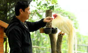 Người đàn ông U60 và bộ sưu tập những giống gà 'nhất thế giới'