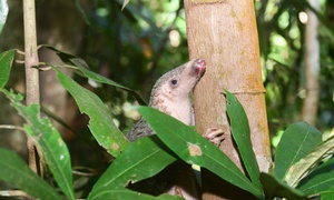 Cận cảnh các loài động vật quý hiếm mới được thả về đại ngàn Quảng Ngãi