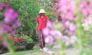 Làng hoa Đà Nẵng hồi sinh sau lũ lịch sử, rực rỡ sắc xuân 