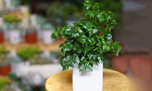 Chuyên gia phong thủy chỉ cách chọn cây vừa đẹp vừa đem lại vận may dịp Tết