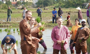Du khách quốc tế thích thú trải nghiệm nhổ mạ, cấy lúa ở Hội An