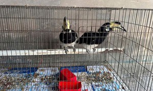 Người dân giao nộp chim Cao Cát quý hiếm