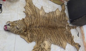 Kiểm tra hành chính bất ngờ phát hiện bộ da động vật hoang dã quý hiếm trong nhà