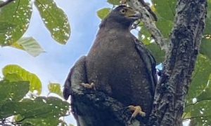 Ngắm dàn động vật quý hiếm về rừng Tây Nguyên