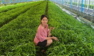 Nàng dâu Việt trồng rau muống tại Hàn Quốc kiếm trăm triệu/tháng, lên sóng truyền hình KBS