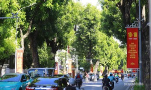 Hà Nội sẽ trồng một loài cây chủ đạo trên mỗi tuyến phố
