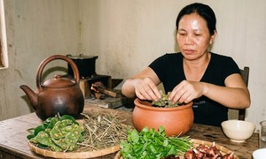 Bài thuốc có lá sung giúp thanh nhiệt
