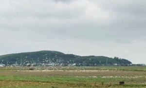 Hàng nghìn con cò trắng kéo về cánh đồng ở Nghệ An