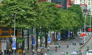 Hà Nội dịch chuyển bớt cây hoa sữa để bảo vệ sức khoẻ người dân