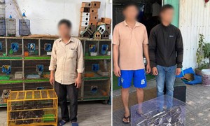 Công an phát hiện hàng trăm cá thể chim không rõ nguồn gốc ở Khánh Hòa