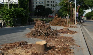 Chặt hạ loạt cây xanh để làm hầm chui qua Vành đai 3