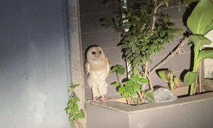 Cắt lông cánh khiến cú lợn không thể bay: Có thể bị xử lý thế nào?