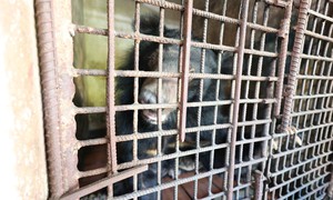 Cứu hộ 3 cá thể gấu ngựa sau nhiều năm bị nuôi nhốt