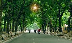 18 loài cây xanh Hà Nội cấm trồng nơi công cộng