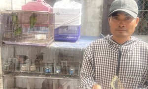 Khởi tố người mua bán, trao đổi 36 cá thể chim hoang dã