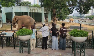 Đề xuất 'vừa mở, vừa đóng' Công viên Thủ Lệ: Lãnh đạo Vườn thú nói gì?