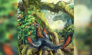 Phát hiện hóa thạch 'Gà địa ngục' ăn trái cây đầu tiên