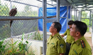 Vườn quốc gia Bạch Mã tiếp nhận nhiều cá thể trĩ sao quý hiếm