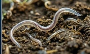Nhiều người ở Khánh Hòa nhiễm loại giun mà bác sĩ cảnh báo cần điều trị sớm