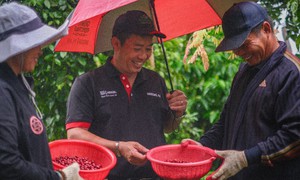 Hành trình đưa an toàn lao động về với các nông trại cà phê