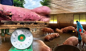 Chất tạo nạc Salbutamol trong thịt heo: Nấu chín có hết độc?