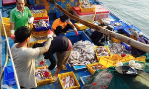 Lâm Đồng rộn ràng tàu cập bến, ngư dân đón xuân từ những khoang cá