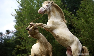 Chiêm ngưỡng ngựa bạch Hữu Kiên, 'báu vật' vùng cao giữa lòng Hà Nội