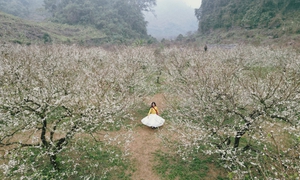 Mộc Châu khoác áo xuân: Trắng đồi mận, xanh đồi chè