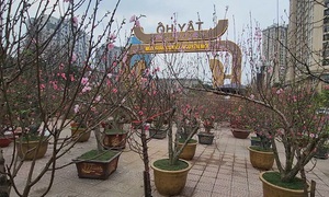 Chợ hoa Tết Tây Hồ: Đường phố thông thoáng, tiểu thương buôn bán trong trật tự